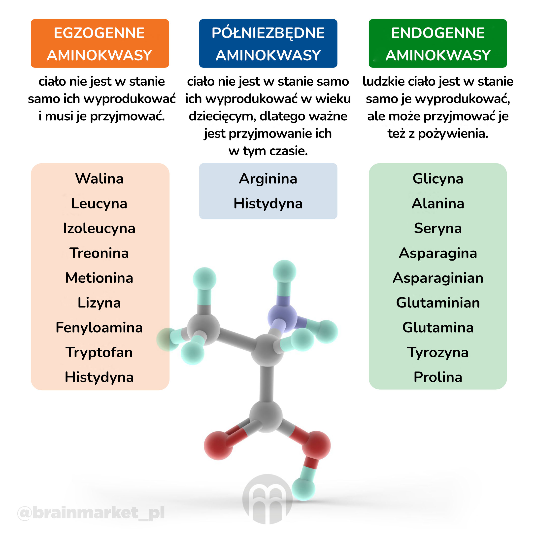 aminokyseliny_infografika_cz